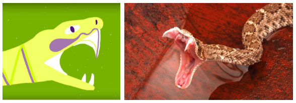 Frogs, snakes, lizards ... have extremely dangerous venom but why don't they harm themselves? images 3