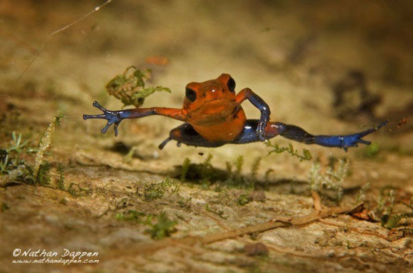 Frogs, snakes, lizards ... have extremely dangerous venom but why don't they harm themselves? images 4