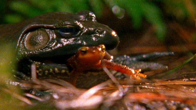 Frogs, snakes, lizards ... have extremely dangerous venom but why don't they harm themselves? images 5