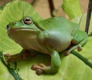 Frogs stink to avoid mosquito bites