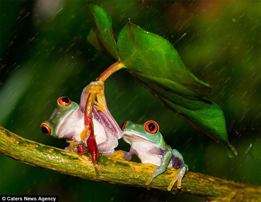 Picture 1 of Frogs use leaves to cover rain for their partners