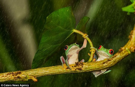 Picture 2 of Frogs use leaves to cover rain for their partners