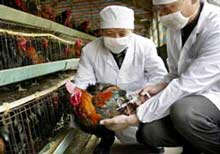 Picture 1 of From August 20, vaccination for bird flu across the country