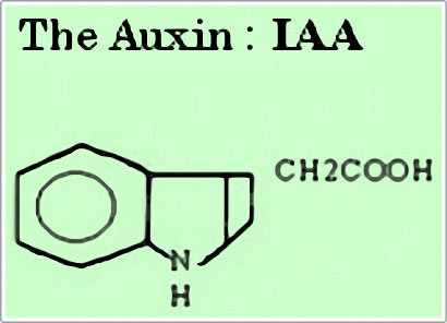 Picture 3 of From auxin growth stimulant to herbicide