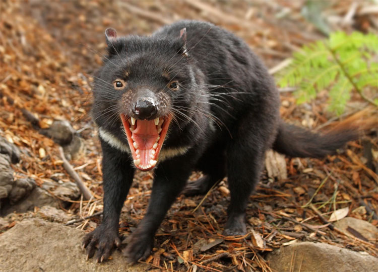 Picture 2 of From milk from the Tasmanian devil to super antibiotic