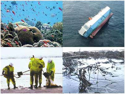 Picture 1 of From oil scum, it is necessary to strengthen the protection of the marine environment