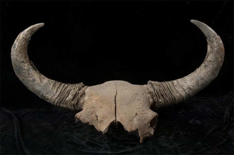 Picture 1 of From the bison, learn more about the first person to set foot in America