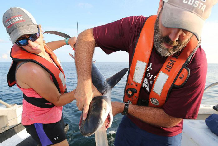 Picture 2 of From the vomit of sharks, science finds them eating a kind of bait no one thinks of