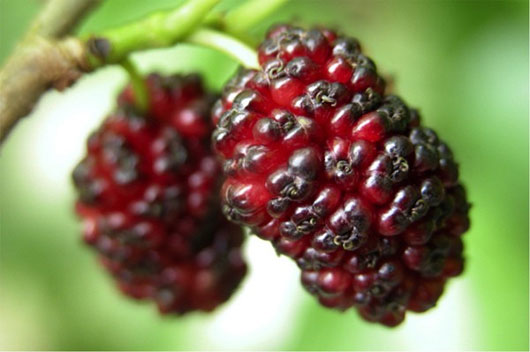Picture 1 of Fruit accumulation through world folk tales