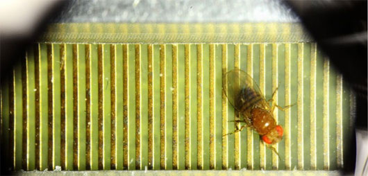 Picture 1 of Fruit flies also know 'think' before acting