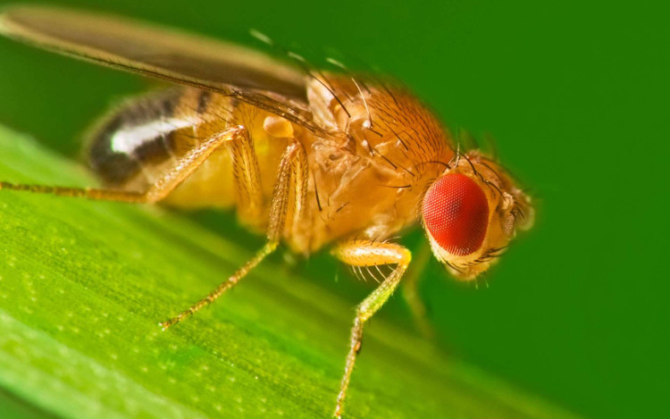 Fruit flies - animals that contribute to six Nobel prizes