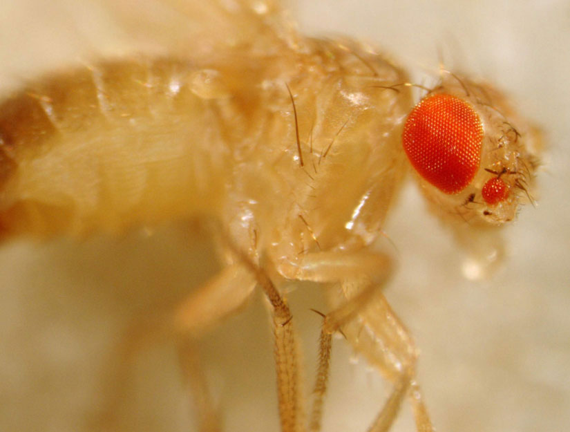 Picture 1 of Fruit flies are useful for space science