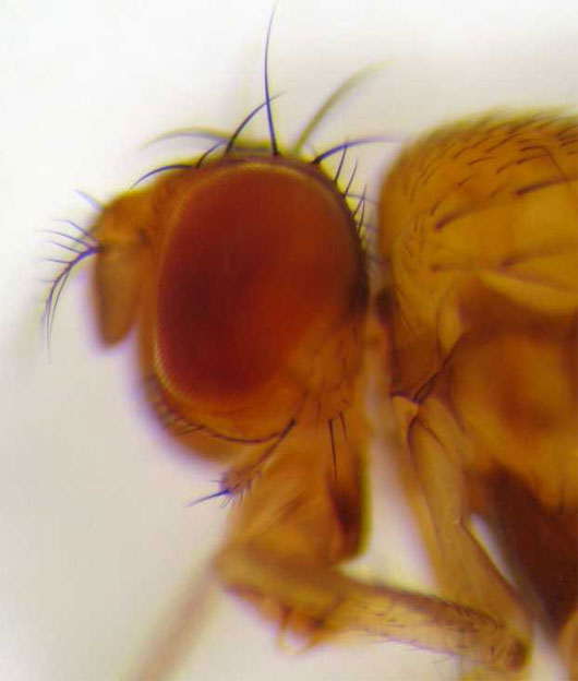 Picture 1 of Fruit flies detect cancer cells