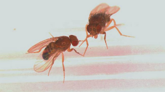 Picture 1 of Fruit flies die early because they cannot be loved