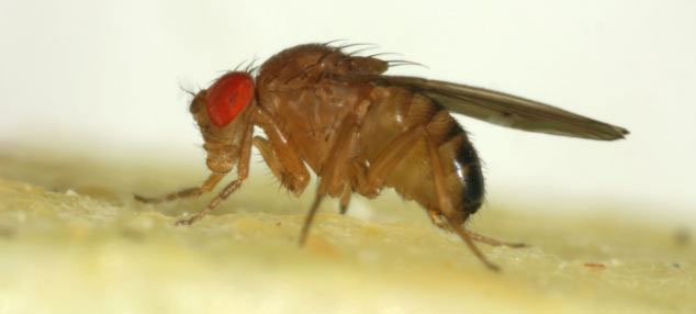 Picture 3 of Fruit-devouring fruit flies in England