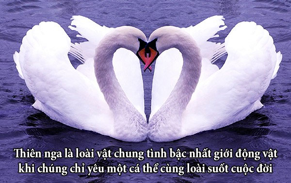 Picture 5 of Fun fact about love story