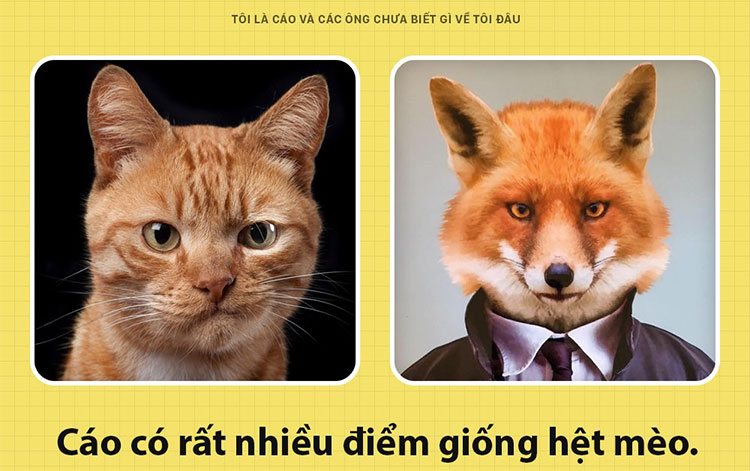 Picture 1 of Fun fact interesting about foxes