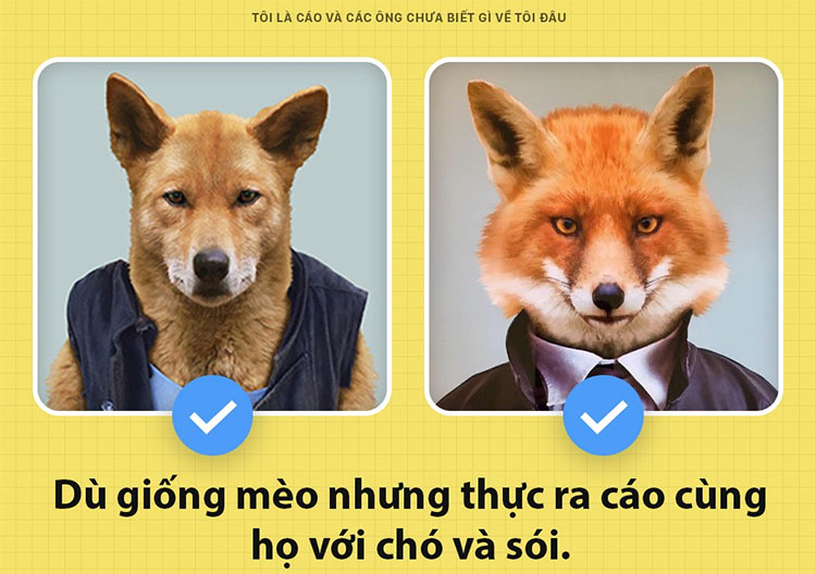 Picture 2 of Fun fact interesting about foxes