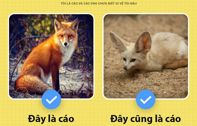 Picture 3 of Fun fact interesting about foxes