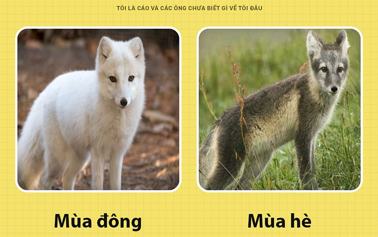 Picture 4 of Fun fact interesting about foxes