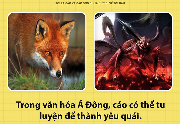 Picture 5 of Fun fact interesting about foxes