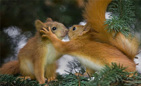 Picture 1 of Funny animal kisses