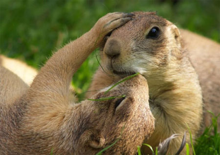 Picture 2 of Funny animal kisses