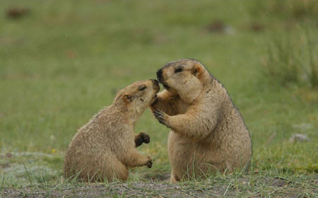 Picture 3 of Funny animal kisses