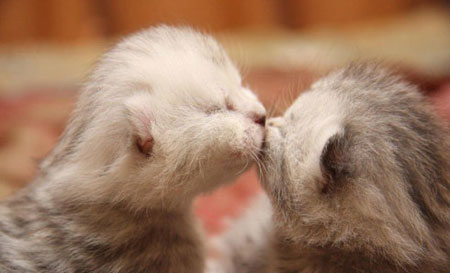 Picture 4 of Funny animal kisses