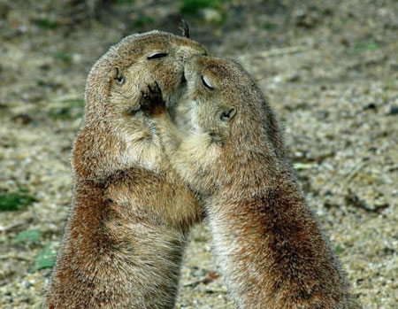 Picture 5 of Funny animal kisses