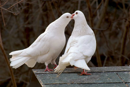Picture 6 of Funny animal kisses