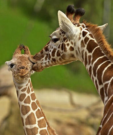 Picture 7 of Funny animal kisses