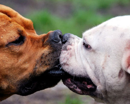 Picture 9 of Funny animal kisses