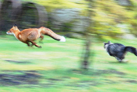 Funny animals images 1