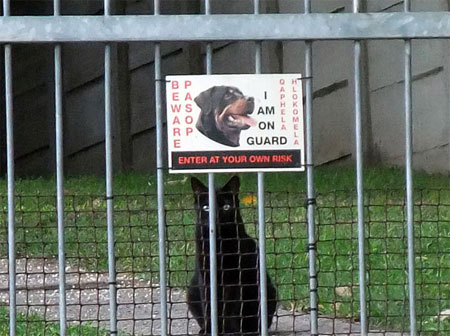 Funny animals images 5