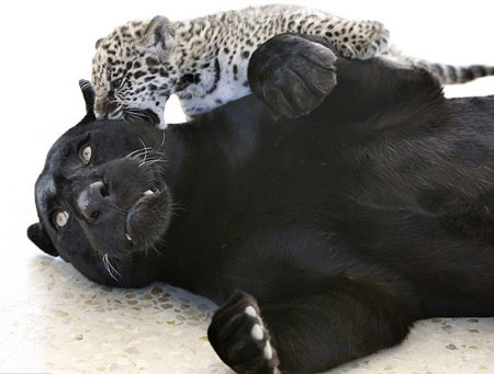 Picture 8 of Funny animals