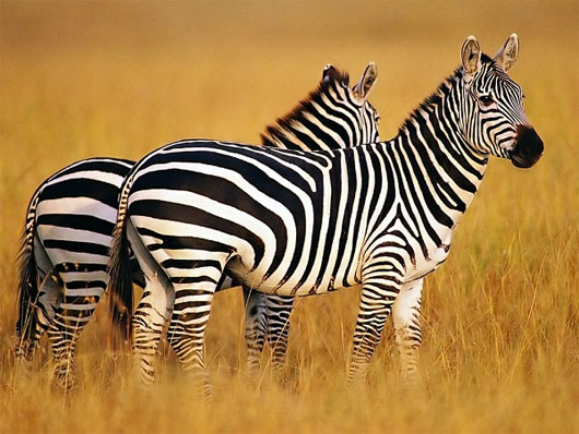 Picture 2 of Funny interpretation: The obvious of animals but no one knows