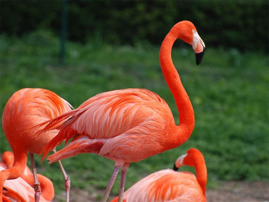 Picture 4 of Funny interpretation: The obvious of animals but no one knows