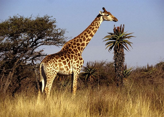 Picture 6 of Funny interpretation: The obvious of animals but no one knows
