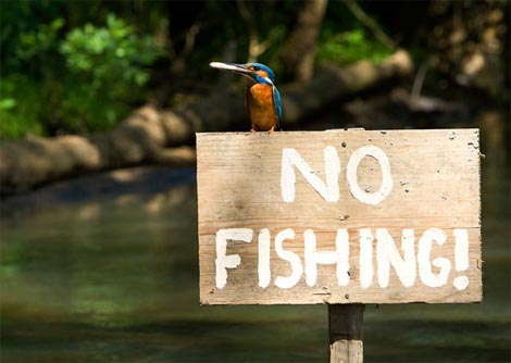 Picture 1 of Funny kingfisher