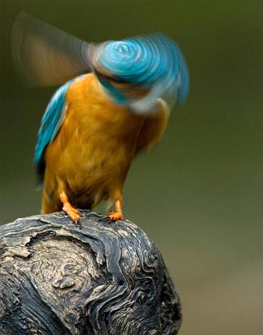 Picture 10 of Funny kingfisher