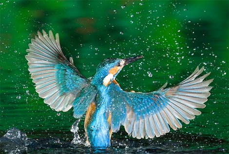 Picture 11 of Funny kingfisher