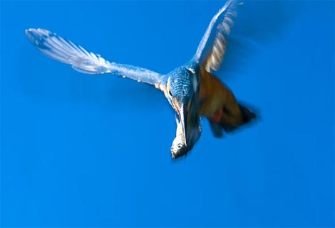Picture 12 of Funny kingfisher