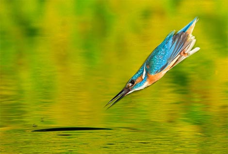 Picture 13 of Funny kingfisher