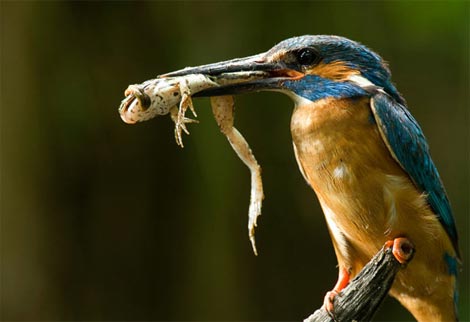 Picture 14 of Funny kingfisher