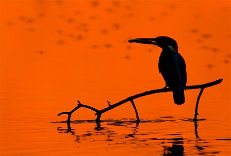 Picture 15 of Funny kingfisher