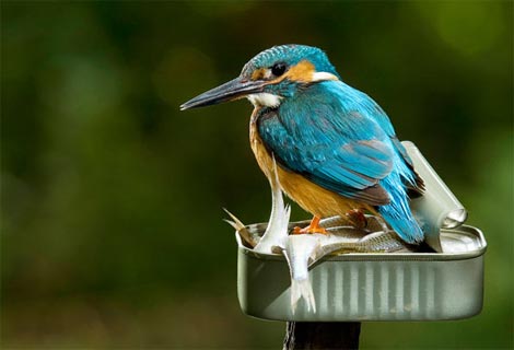 Picture 16 of Funny kingfisher