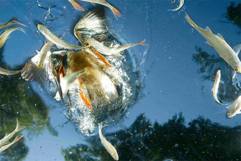 Picture 2 of Funny kingfisher