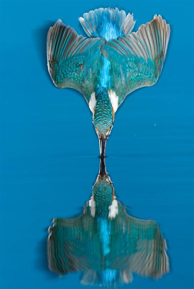 Picture 3 of Funny kingfisher