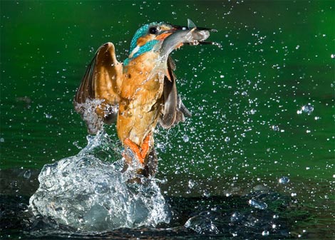 Picture 4 of Funny kingfisher